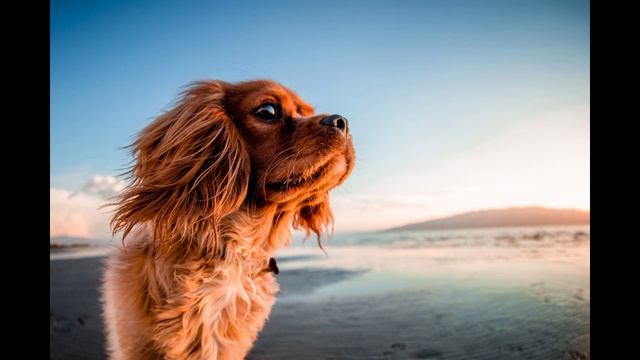 СОБАЧИЙ ГОРОСКОП?| Кто ваша собака по знаку зодиака? #собаки #зз #гороскоп смотреть онлайн