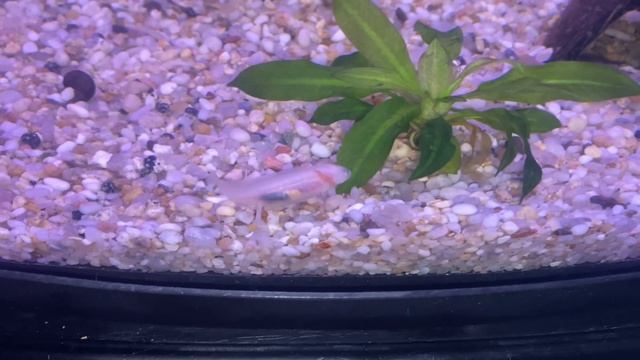 Содержание тритона вместе с золотыми рыбками смотреть онлайн