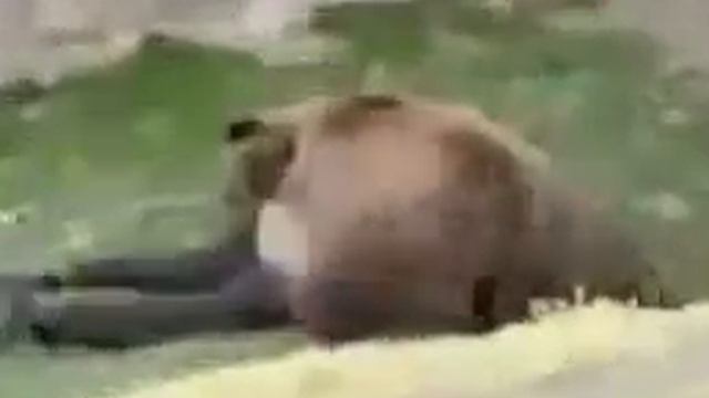 Медведь загрыз человека смотреть онлайн