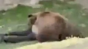 Медведь загрыз человека