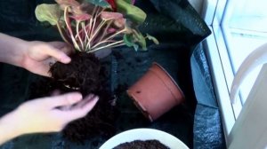 Цикламен  Уход и пересадка