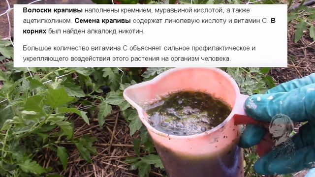 КРАПИВА ПОЛЕЗНА, А ЧЕМ? КАК ЗАГОТОВИТЬ КРАПИВУ? смотреть онлайн