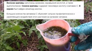 КРАПИВА ПОЛЕЗНА, А ЧЕМ?  КАК ЗАГОТОВИТЬ КРАПИВУ?