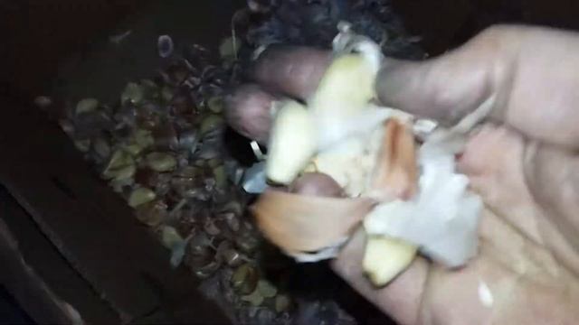 Сепаратор. Разделение чеснока на зубчики смотреть онлайн