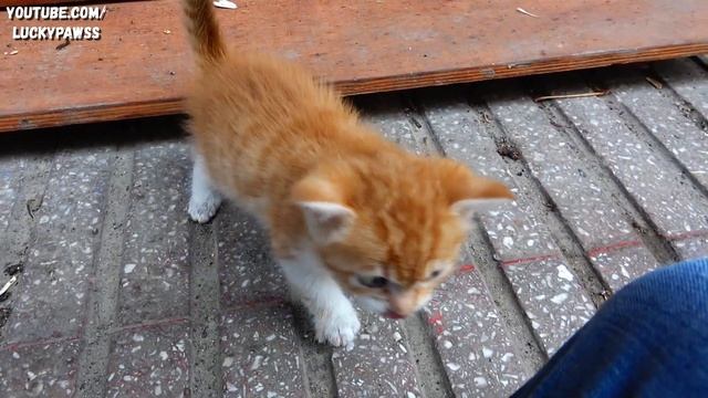 Trying to save the orphaned kitten. The kitten is finding a foster mother | Lucky Paws смотреть онлайн