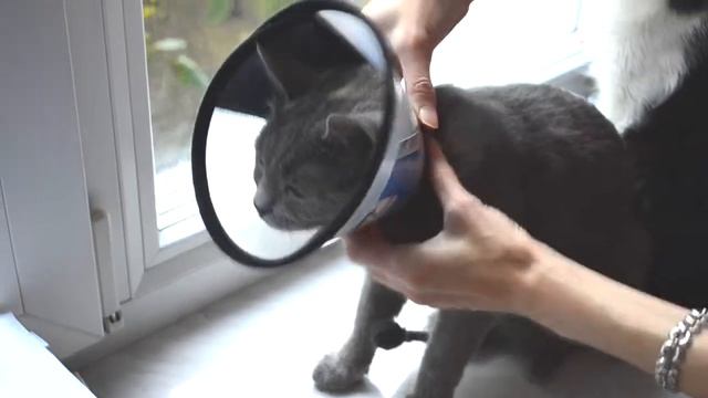 Защитный воротник для кошек Trixie смотреть онлайн