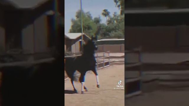 арабские лошади)) пишите ещё породы #лошади #породы смотреть онлайн