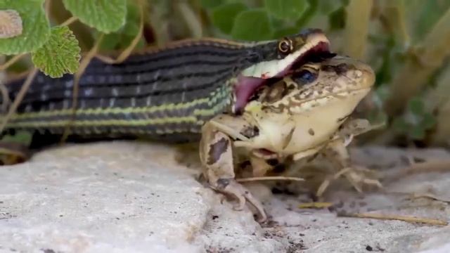 Змея ест лягушку смотреть онлайн