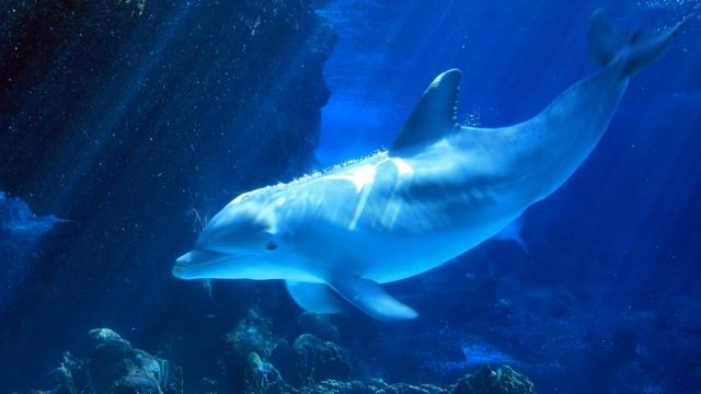 Голоса дельфинов БЕЗ МУЗЫКИ и шум морского прибоя, dolphin sounds (NO MUSIC) смотреть онлайн