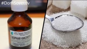 Как избавиться от муравьев на даче.  Эффективный способ#DomSovetov