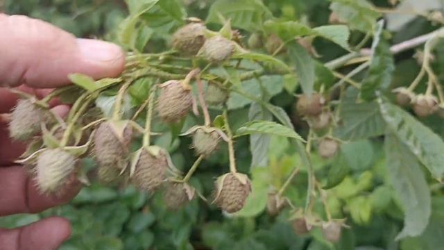 Обзор результата прищипки малины Маргарита смотреть онлайн