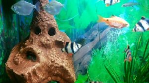 Аквариум 50 литров