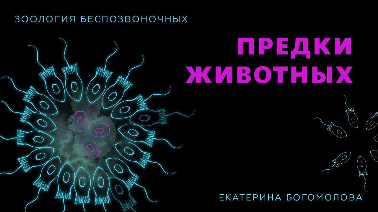 4. Предки животных. Зоология беспозвоночных - 7 класс смотреть онлайн