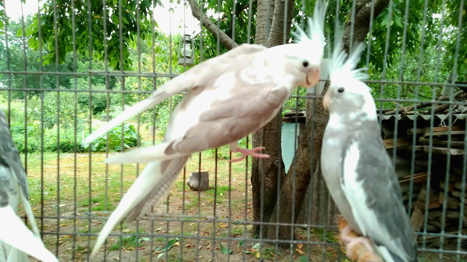 Как приручать правильно попугая Кореллу,МНОГИЕ ЛЮДИ НЕ ЗНАЮТ ЧТО БЫВАЮТ ТАКИЕ КОРЕЛЛЫ! смотреть онлайн