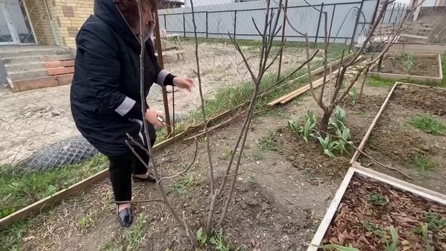 ?Я ТАК ЕЕ ЖДАЛА! ? Обрезка персика, инжира и винограда/ Размножение инжира // Анапа/Новороссийск смотреть онлайн