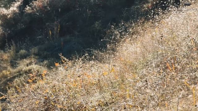 BOL YATAK SESLİ DOMUZ AVI ,PERFECT WILDBOAR HUNTING,CHASSE AU SANGLIER,ОХОТА НА ДИКИХ КАБАНОВ