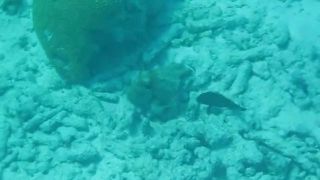 Snorkeling Bonaire swimming octopus Canon D10 смотреть онлайн