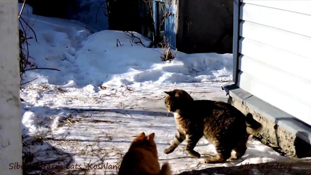 Siberian farm cats, Koshlandia, Cats playing funny, ИРИСКА и Лапочка, Кошки играют смотреть онлайн