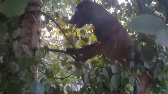 Monkey на березе смотреть онлайн