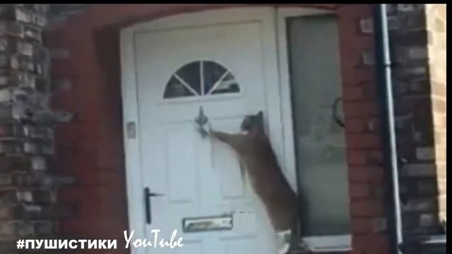 Бедняжка СКРЕБЛАСЬ в дверь и жалобно МЯУКАЛА, она хотела домой, но хозяева её не слышали… смотреть онлайн