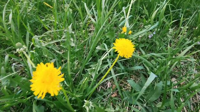 Вот и лето пришло 🌞🏖🌄🍀🌺(1) смотреть онлайн