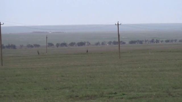 837 Ирландский красно белый Сеттер Фули