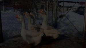 ХОЛМОГОРСКИЕ ГУСИ КОРМЛЕНИЕ И УЧЕТ В ПЛЕМЕННОЙ ПЕРИОД