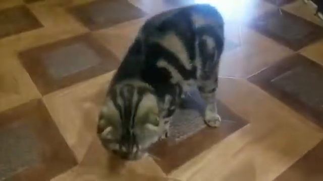 Вот что значит ленивый кот😺 смотреть онлайн