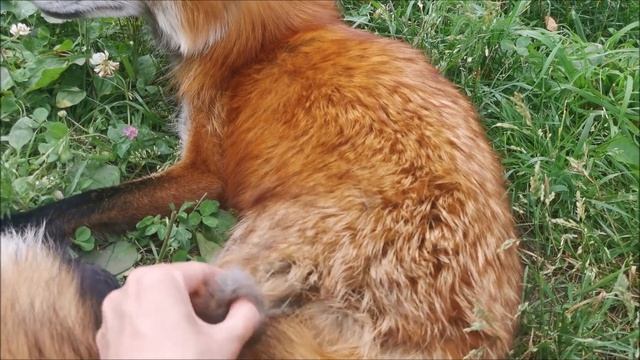 Лиса Василиса - Чего не хватает для создания лисьей семьи смотреть онлайн