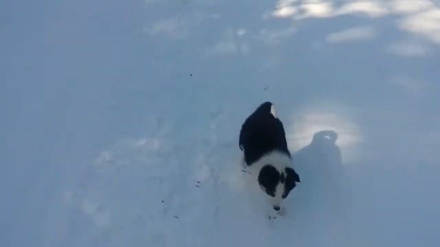 Щенки лайки, едим домой. смотреть онлайн