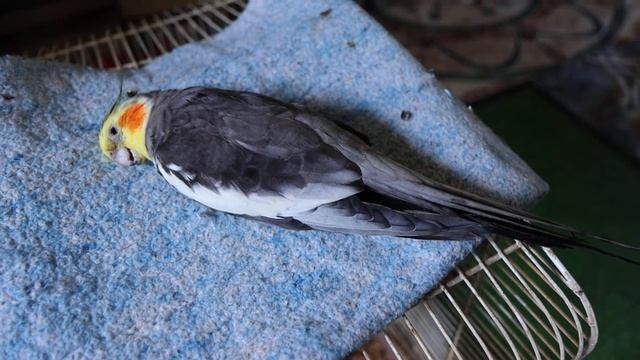 Умер любимый попугай и я не знала от чего и как спасти. смотреть онлайн