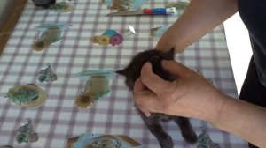 Как и когда глистогонить котят.