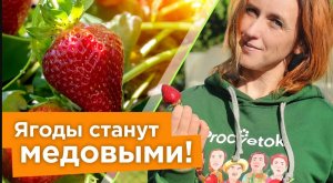 ПОЛЕЙТЕ ЭТИМ КЛУБНИКУ В ИЮНЕ ДЛЯ НАЛИВА И СЛАДОСТИ!