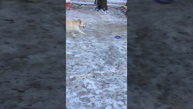 Лабрадоры на прогулке смотреть онлайн