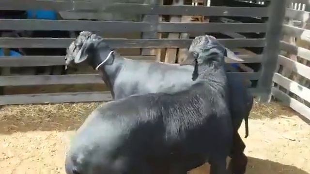 #Сантаинес #овцы Мясная порода овец смотреть онлайн