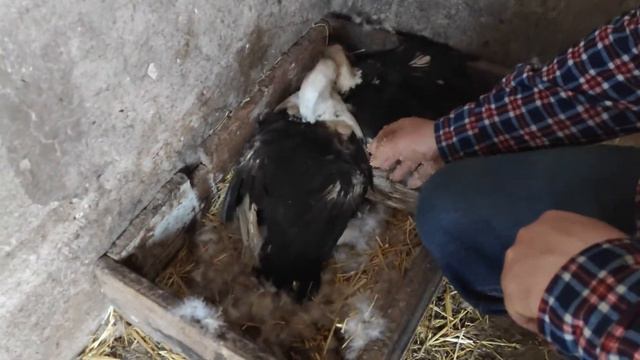 Индоутка села на яйца смотреть онлайн