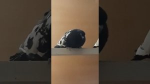 Голуби свердловские высоколетные из питомника Наумыча