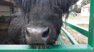 Голос, бык!))