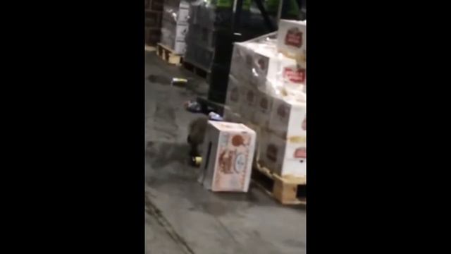 Пьяный енот. Смех. Прикол смотреть онлайн