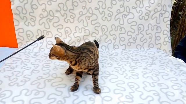 Угольная девочкам