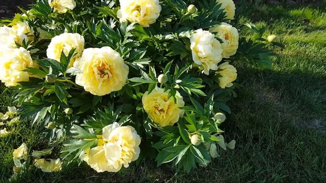 Itoh Peony Bartzella смотреть онлайн