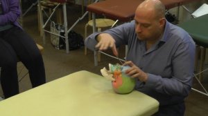 Краниосакральная остеопатия – демонстрация частных техник на черепе от А Смирнова. Часть 2