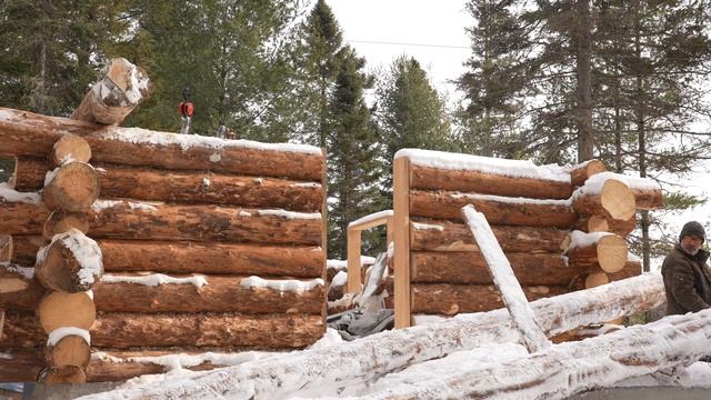 Top Of The Wall! Building An Off Grid Log Cabin Alone In The Wilderness, Ep 11