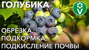 ХОТИТЕ МНОГО КРУПНЫХ И СЛАДКИХ ЯГОД ГОЛУБИКИ? Сделайте ТАК весной!