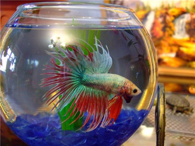 Аквариум для начинающих. Петушок HalfMoon Dragon Особенности содержания смотреть онлайн