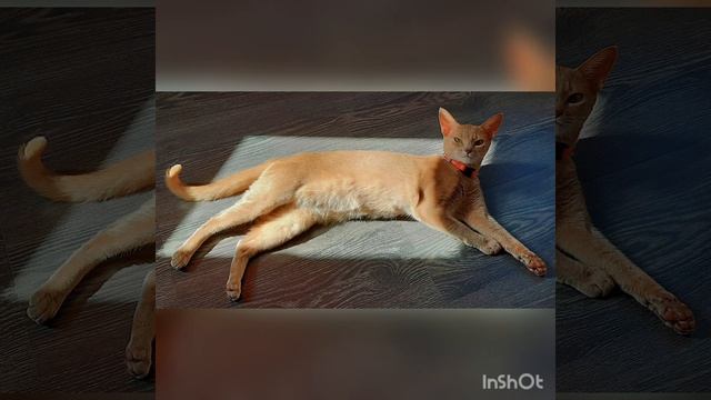 Абиссинские кошки.Беременность от вязки до 50-го дня смотреть онлайн