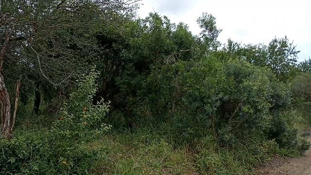 ЮАР. Национальный парк "Хлухлуве Имфолози": встреча с носорогами смотреть онлайн