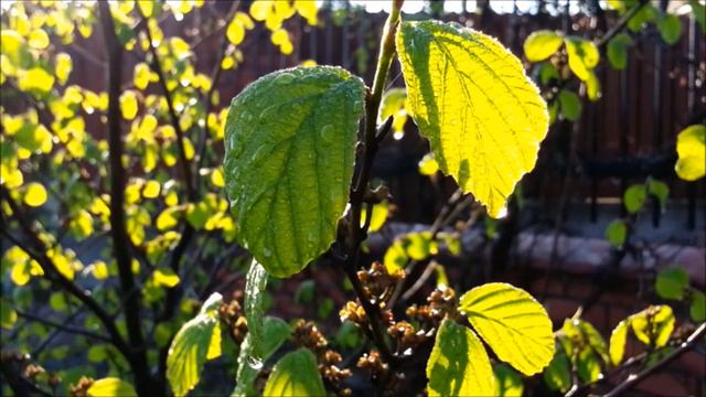 Beautiful Classical Music: J.S. Bach: Sonata I in B Minor for Violin and Harpsichord, BWV 1014 смотреть онлайн