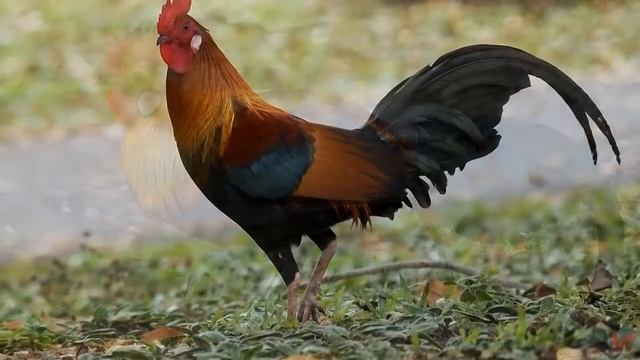 Банкивский петух (Gallus gallus) смотреть онлайн