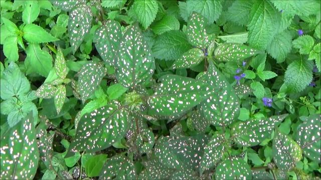 Polka dot plant (Hypoestes phyllostachya) смотреть онлайн